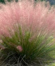 Pink Muhly Grass | Muhlenbergia capillaris 'Pink Cloud'