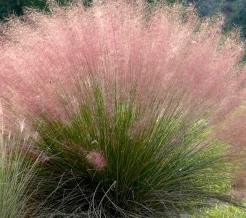Pink Muhly Grass | Muhlenbergia capillaris 'Pink Cloud'