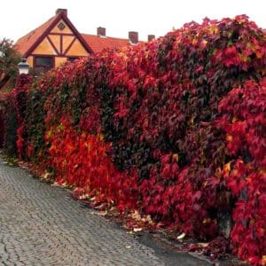 englemann ivy plant - red fall color
