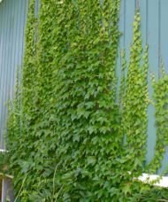 Engelmann's Ivy | Parthenocissus quinquefolia 'Engelmannii' | Parthenocissus quinquefolia 'Engelmannii'