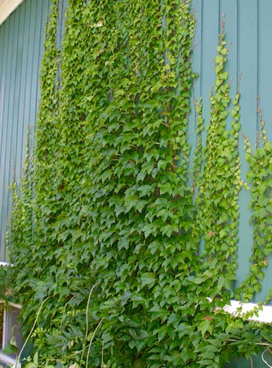 Engelmann's Ivy | Parthenocissus quinquefolia 'Engelmannii' | Parthenocissus quinquefolia 'Engelmannii'