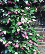 Actinidia kolomikta 'Pasha' (male)