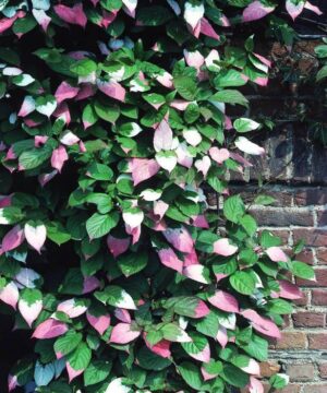 Actinidia kolomikta 'Pasha' (male)