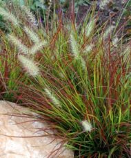 Pennisetum alopecuroides 'Burgundy Bunny'