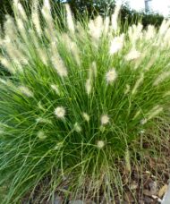 Hameln Dwarf Fountain Grass | Pennisetum alopecuroides 'Hameln'