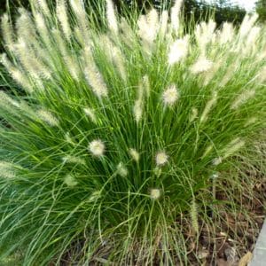 Hameln Dwarf Fountain Grass | Pennisetum alopecuroides 'Hameln'