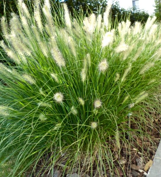 Hameln Dwarf Fountain Grass | Pennisetum alopecuroides 'Hameln'