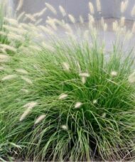 Buy Fountain Grass | Pennisetum alopecuroides 'Little Bunny'