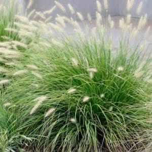 Buy Fountain Grass | Pennisetum alopecuroides 'Little Bunny'