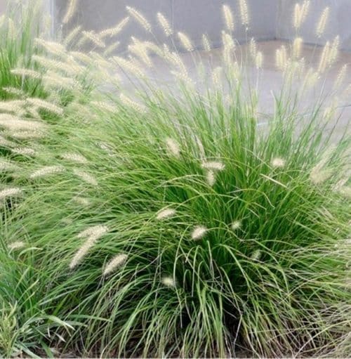 Buy Fountain Grass | Pennisetum alopecuroides 'Little Bunny'