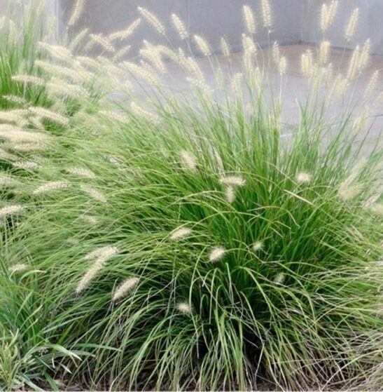 Buy Fountain Grass | Pennisetum alopecuroides 'Little Bunny'