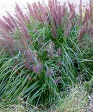 Black Fountain Grass | Pennisetum alopecuroides 'Moudry'