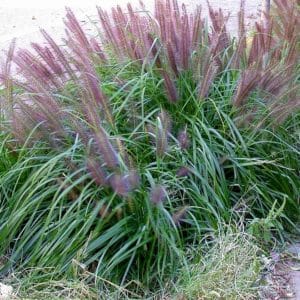 Black Fountain Grass | Pennisetum alopecuroides 'Moudry'