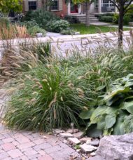 Red head fountain grass arching habit with reddish seed heads.
