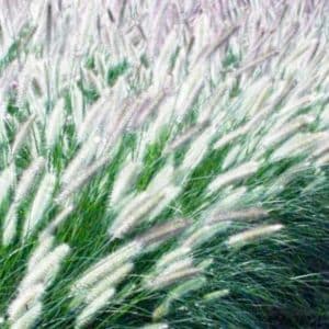 Foxrot Giant Fountain Grass | Pennisetum alopecuroïdes Foxtrot'