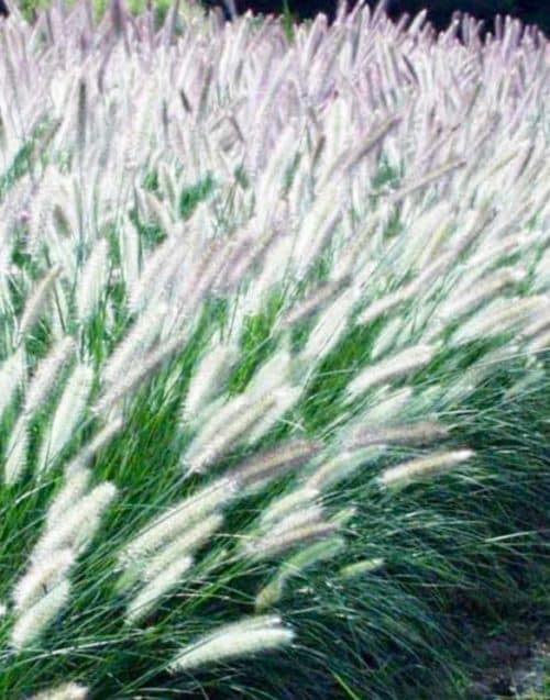 Foxrot Giant Fountain Grass | Pennisetum alopecuroïdes Foxtrot'