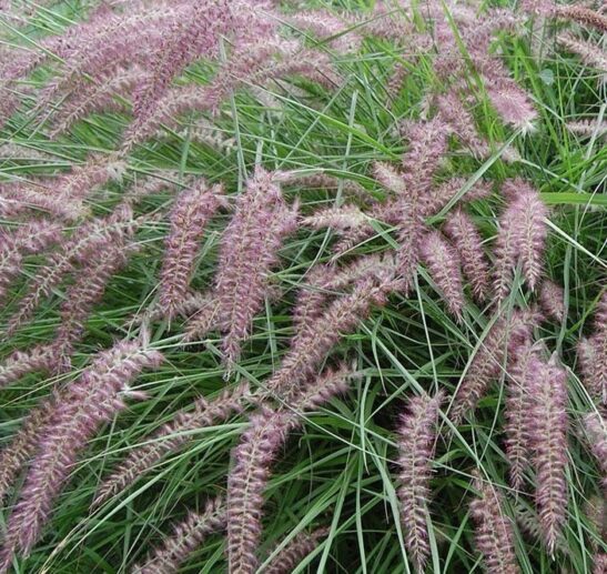 Pennisetum-orientale-Karley-Rose-Oriental Fountain Grass Karley Rose Fountain Grass | Pennisetum orientale 'Karley Rose'