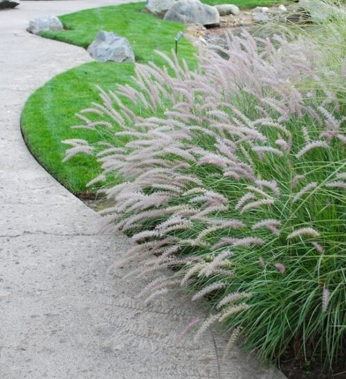 Pennisetum-orientale-Karley-Rose-plant Pennisetum orientale karley rose grass in a border.