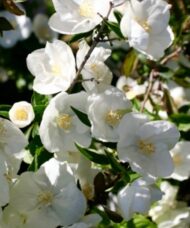 Virginal Mock-Orange FOR SALE | Philadelphus x virginalis