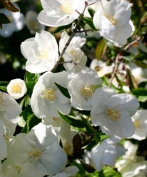 Virginal Mock-Orange FOR SALE | Philadelphus x virginalis