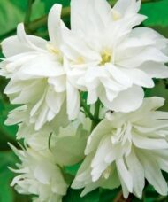 Dwarf Mock Orange