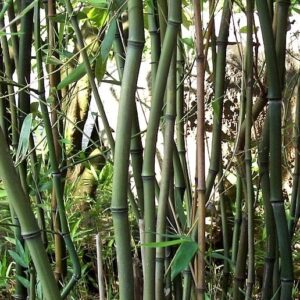 Phyllostachys aureosulcata ‘Alata’
