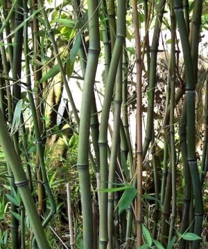 Phyllostachys aureosulcata ‘Alata’