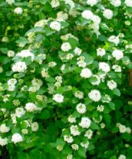 Buy Ninebark Shrub | Physocarpus opulifolius 'Nanus'