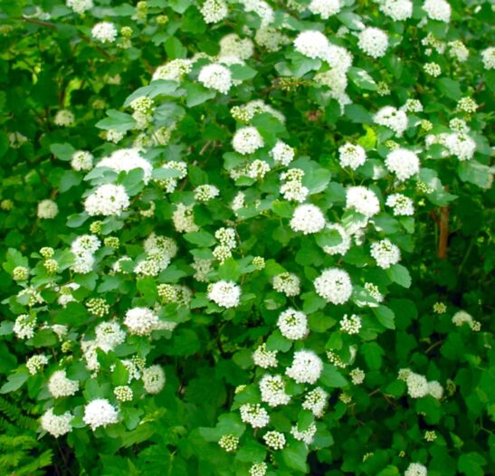 Buy Ninebark Shrub | Physocarpus opulifolius 'Nanus'