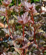 Purple Ninebark FOR SALE | Physocarpus opulifolius 'Red Baron'
