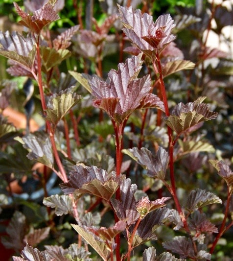 Purple Ninebark FOR SALE | Physocarpus opulifolius 'Red Baron'