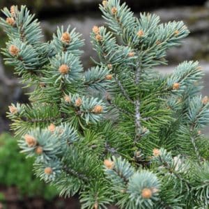 colorado blue spruce plant - picea pungens glauca