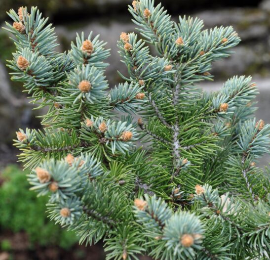 Picea-pungens-Glauca-needles-leaves colorado blue spruce plant - picea pungens glauca