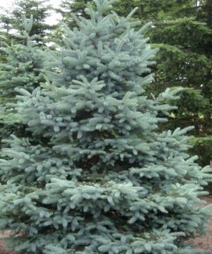 Colorado Blue Spruce Plant SALE | Picea pungens 'Glauca'