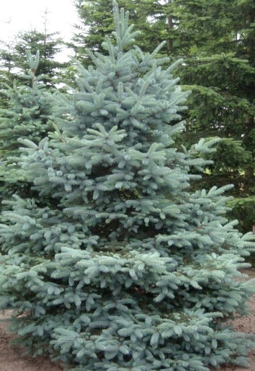 Colorado Blue Spruce Plant SALE | Picea pungens 'Glauca'