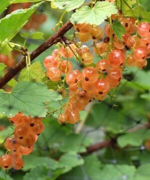 Ribes rubrum 'Pink Champagne' (mid-season)