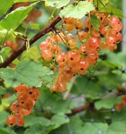 Pink Currant 1 500x534 - Ribes rubrum 'Pink Champagne' (mid-season)