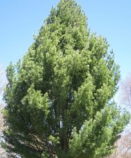 White Pine Plants FOR SALE | Pinus strobus