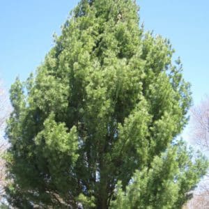 White Pine Plants FOR SALE | Pinus strobus