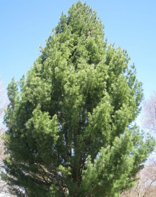 White Pine Plants FOR SALE | Pinus strobus