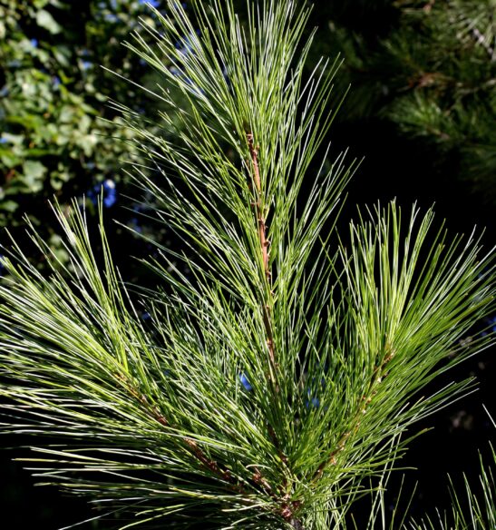 Pinus-strobus-white-pine white pine needle - pinus strobus