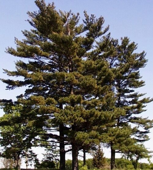 Pinus-strobus-white-pine white pine plant - pinus strobus