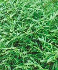 Pygmy Bamboo | Dwarf Hardy Bamboo