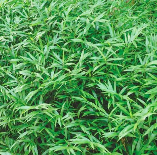 Pygmy Bamboo | Dwarf Hardy Bamboo