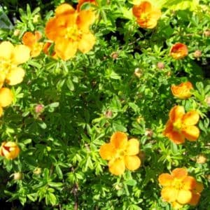 orange potentilla plant - potentilla fruticosa 'Orangeade'