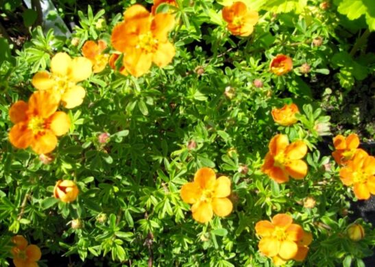 Potentilla-fruticosa-Orangeade orange potentilla plant - potentilla fruticosa 'Orangeade'