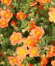 Orange Potentilla FOR SALE | Potentilla fruticosa 'Orangeade'