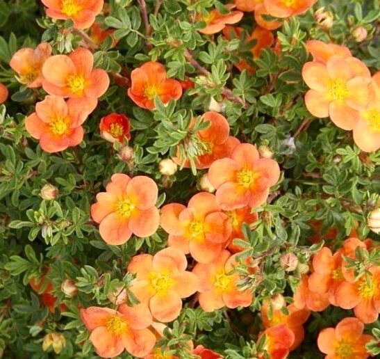 Orange Potentilla FOR SALE | Potentilla fruticosa 'Orangeade'