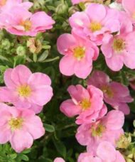 Buy Pink Potentilla | Potentilla fruticosa 'Pink beauty'