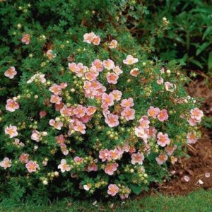 Potentilla fruticosa pink beauty shrub.